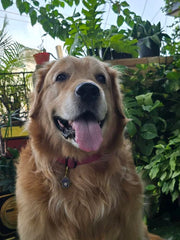 Pet Protection EvilEye - Paw Charm