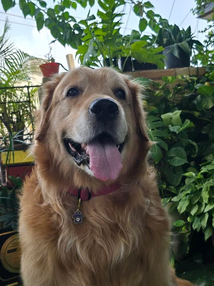 Pet Protection EvilEye - Paw Charm