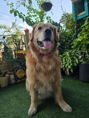 Pet Protection EvilEye - Paw Charm