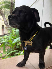 Pet Protection EvilEye - Paw Charm