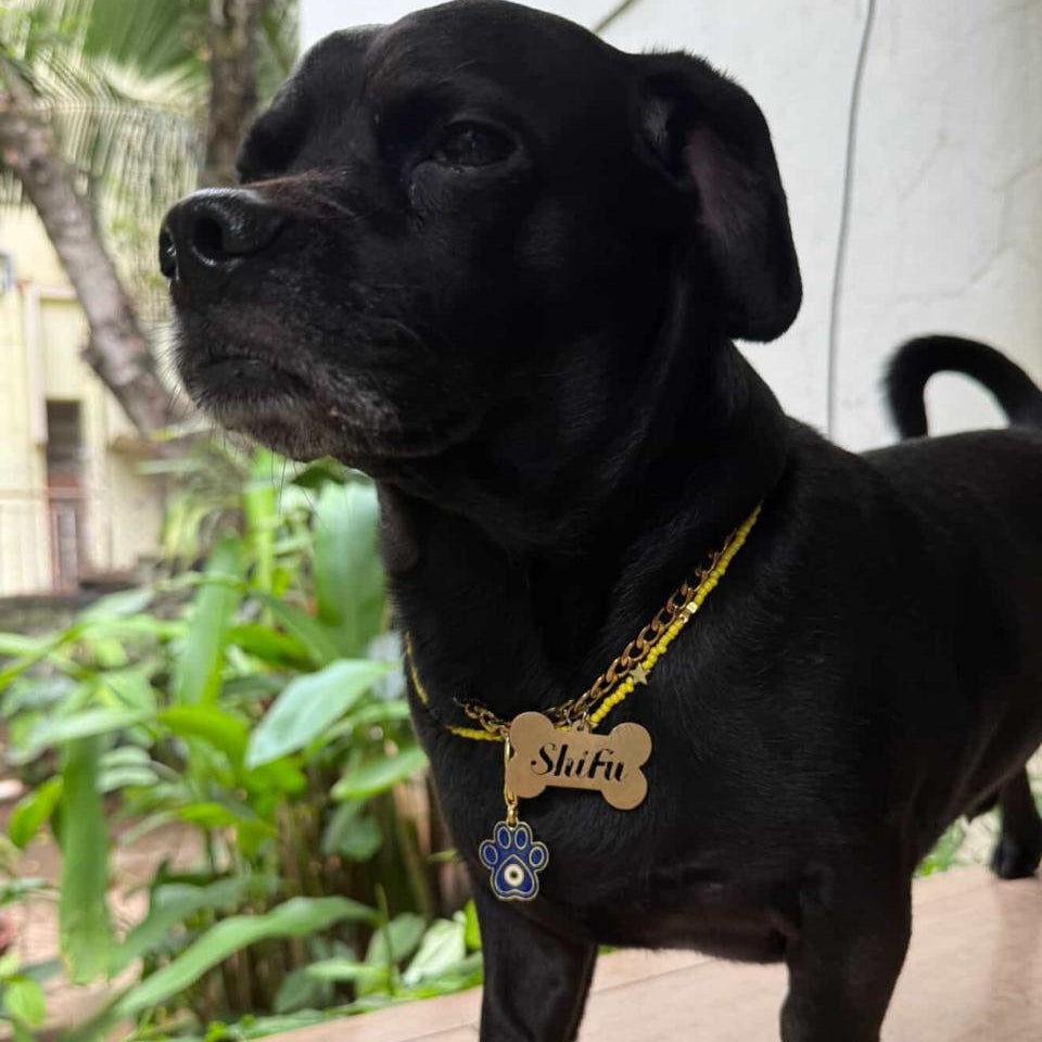Dog wearing the Amaltaas Blue Paw Nazar Pet Charm on its collar