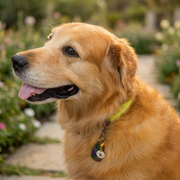 Golden retriever wearing the Amaltaas White Medallion Nazar Pet Charm on its collar